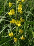 Thermopsis lupinoides