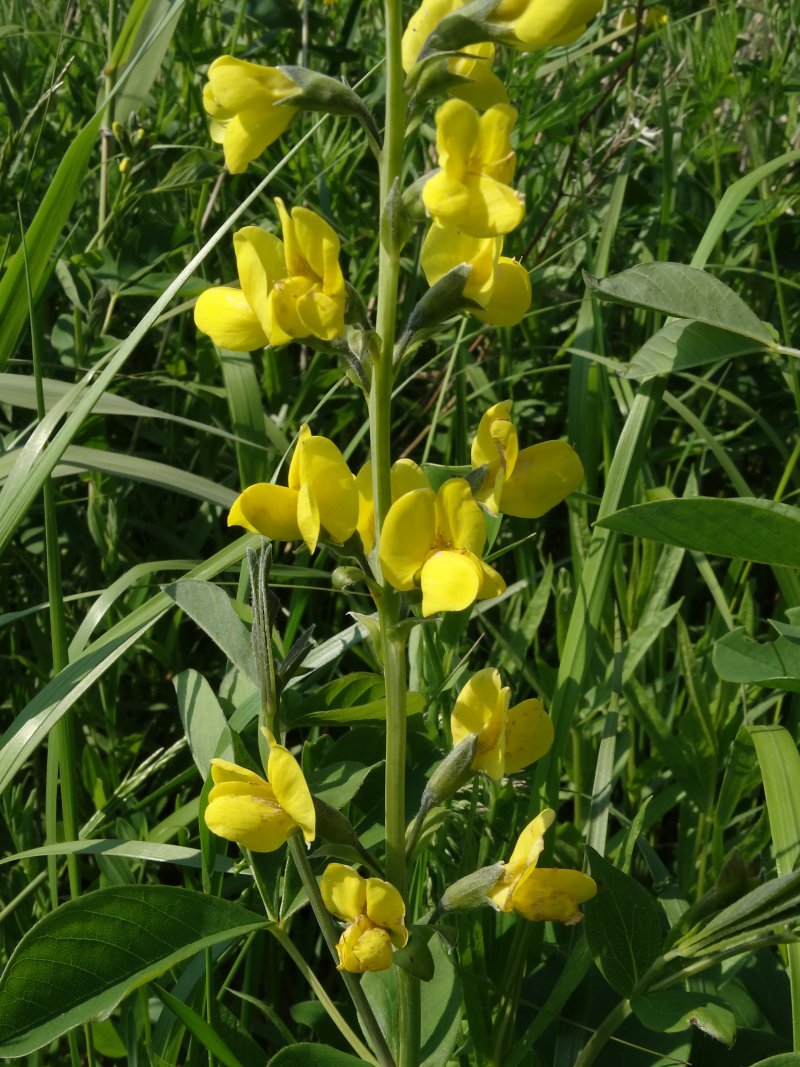 Image of Thermopsis lupinoides specimen.