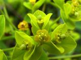 Euphorbia semivillosa