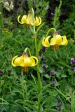 Lilium monadelphum