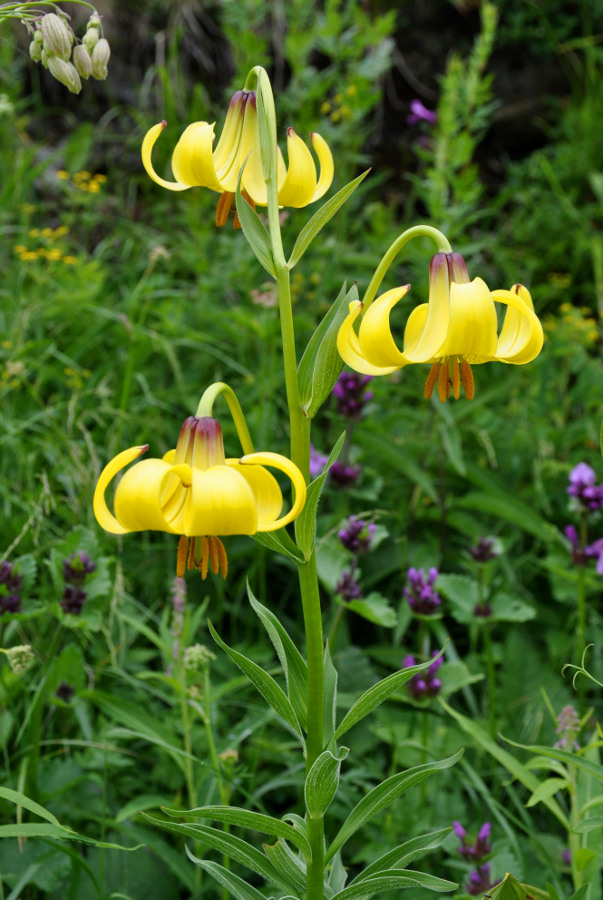 Image of Lilium monadelphum specimen.