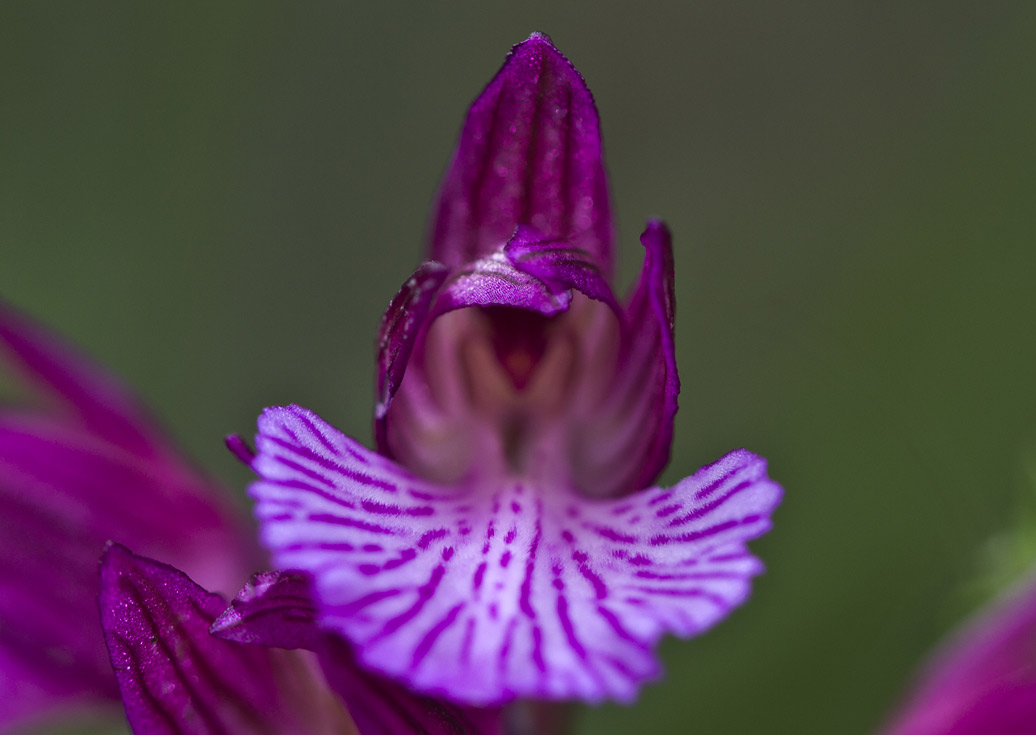 Изображение особи Anacamptis papilionacea.