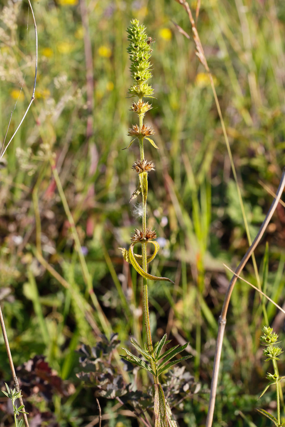 Изображение особи Stachys recta.