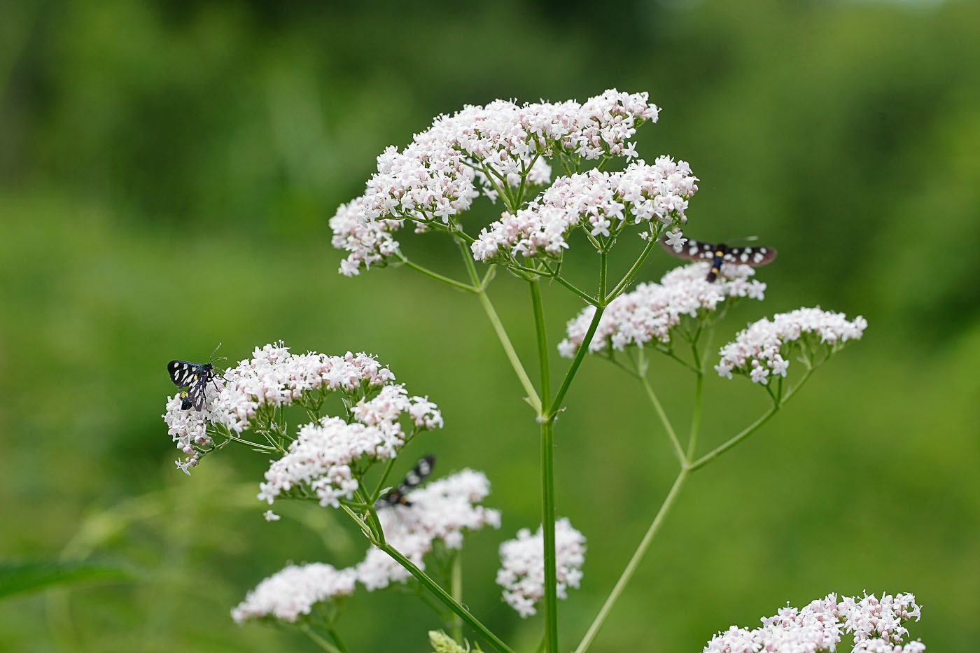 Изображение особи Valeriana officinalis.