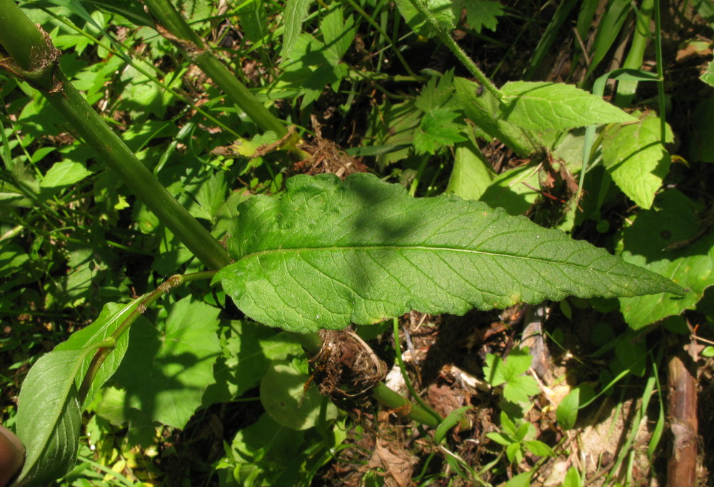 Image of Aconogonon sajanense specimen.