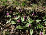 Erythronium sajanense