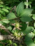 Codonopsis lanceolata. Незрелые плоды и листья. Приморье, окр. г. Находка, смешанный лес. 07.09.2016.