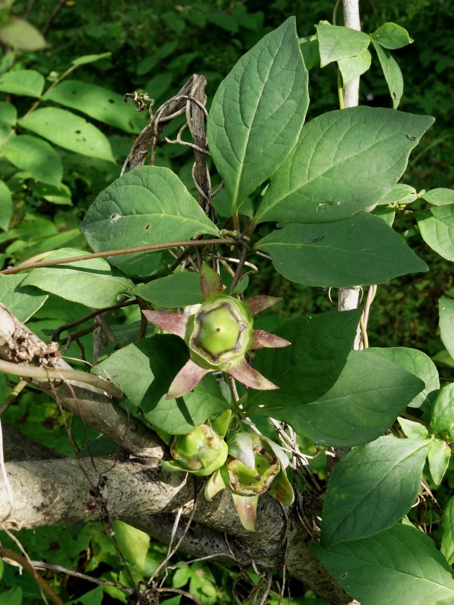 Изображение особи Codonopsis lanceolata.