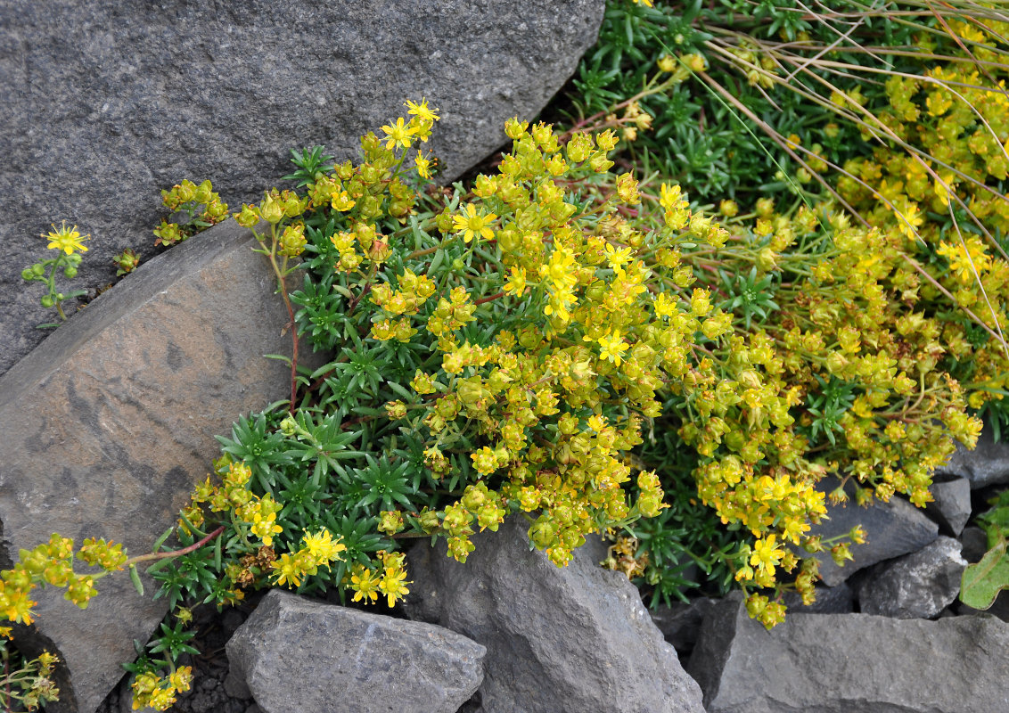 Image of Saxifraga aizoides specimen.