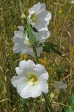 Alcea nudiflora. Часть стебля с цветками. Казахстан, Тянь-Шань, хр. Таласский, зап. Аксу-Джабаглы, кромка каньон Аксу, в полынно-злаковом сообществе. 21.06.2016.