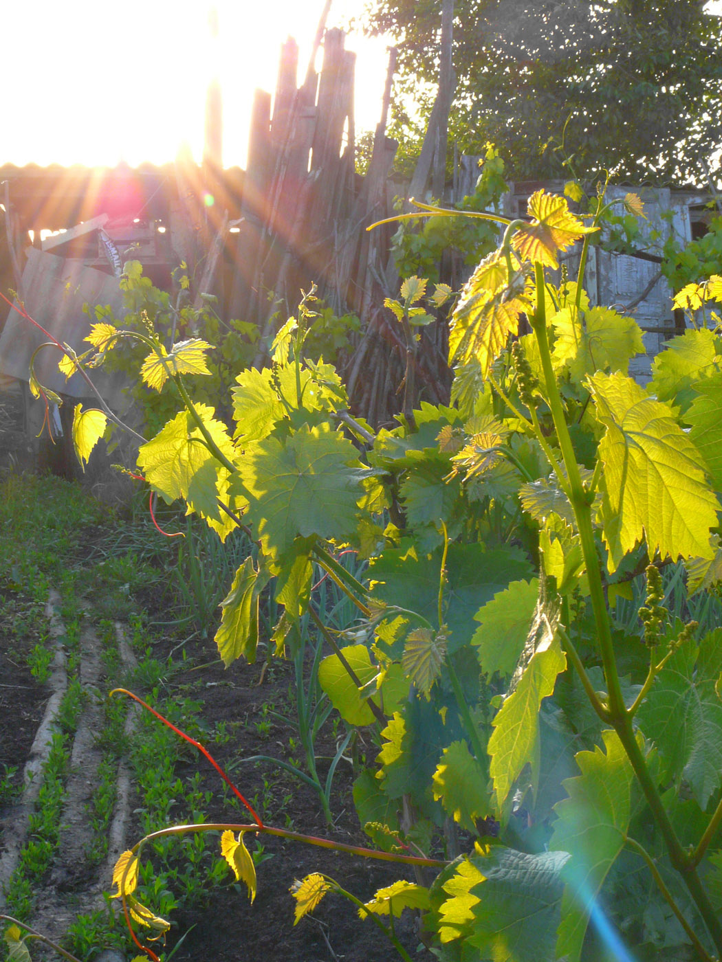 Изображение особи Vitis vinifera.