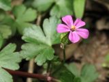 Geranium lucidum. Часть побега с цветком. Нидерланды, Гронинген, городской парк Stadspark, тенистое место под деревьями; одичавшее из культуры. 16 мая 2010 г.