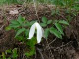 Atragene sibirica. Цветущее растение. Свердловская обл., окр. г. Североуральск, елово-сосновый лес, граница с просекой. 05.06.2016.
