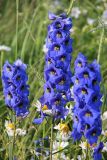 genus Delphinium. Соцветия. Республика Татарстан, г. Казань, Успенский Зилантов монастырь, цветник. 18.06.2015.