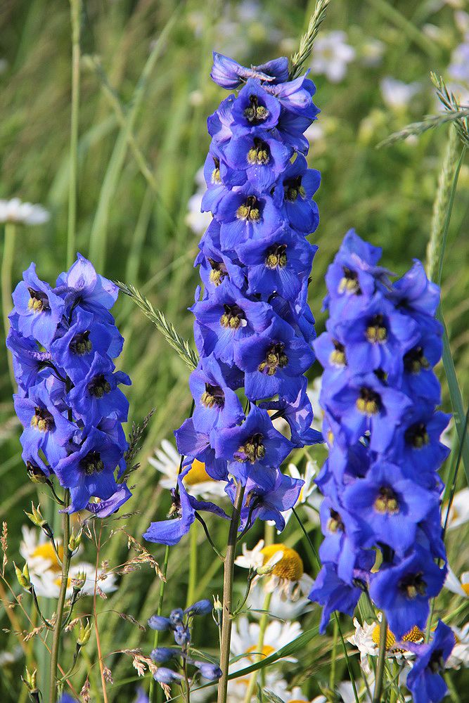 Изображение особи род Delphinium.