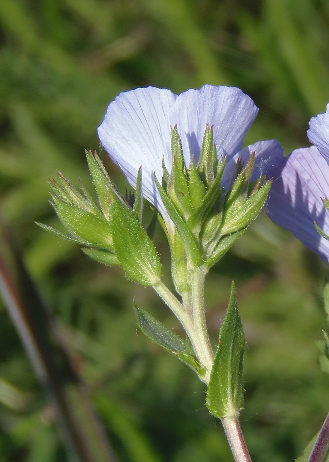 Изображение особи Linum hirsutum.