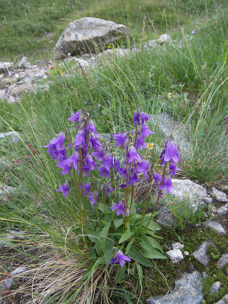 Изображение особи Campanula collina.