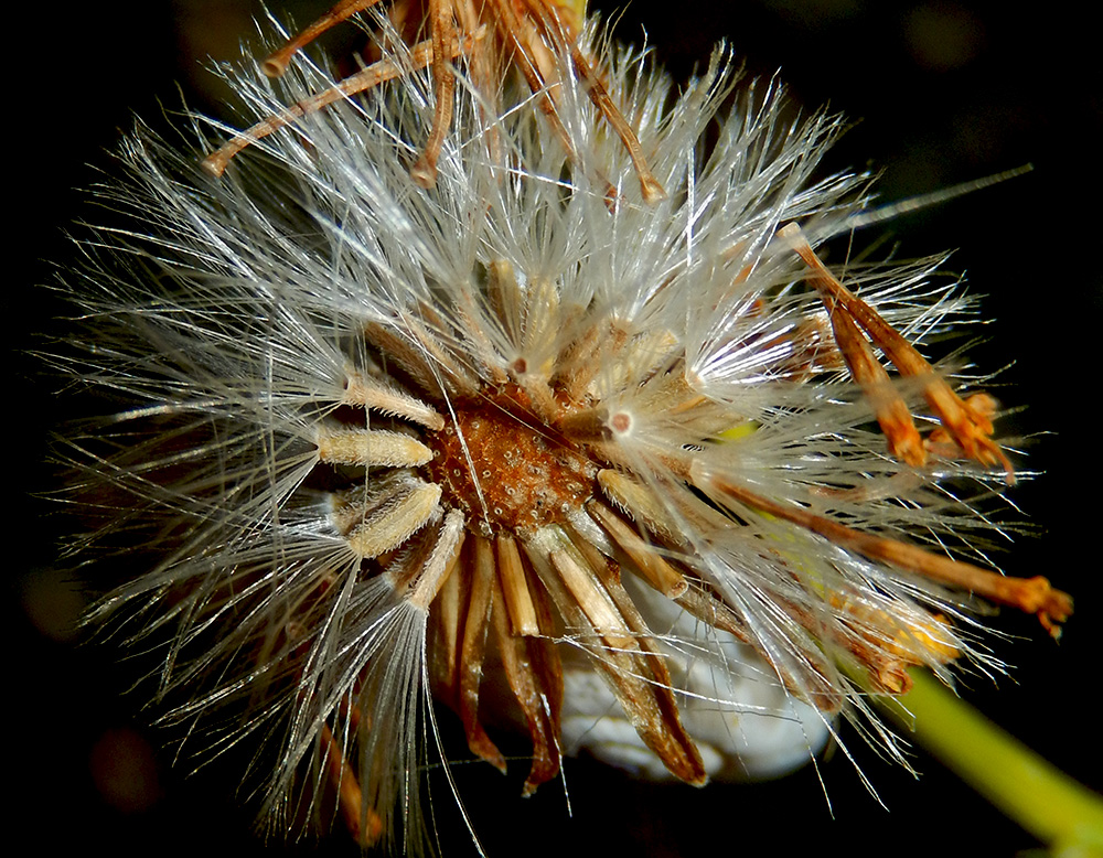 Изображение особи Senecio jacobaea.