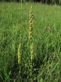 Orchis anthropophora