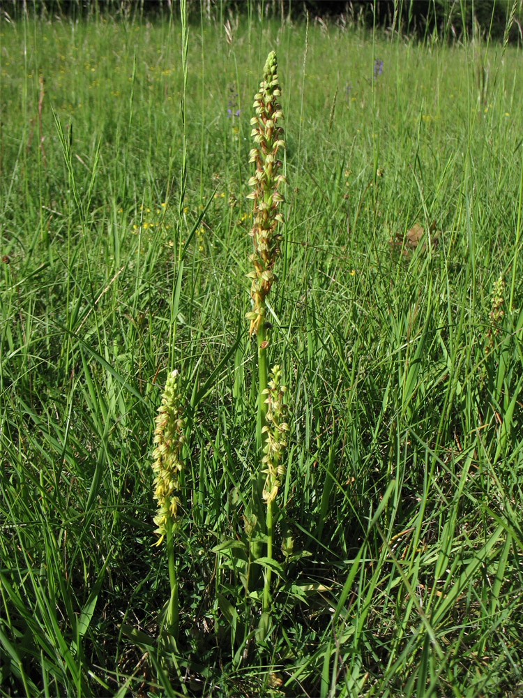 Изображение особи Orchis anthropophora.