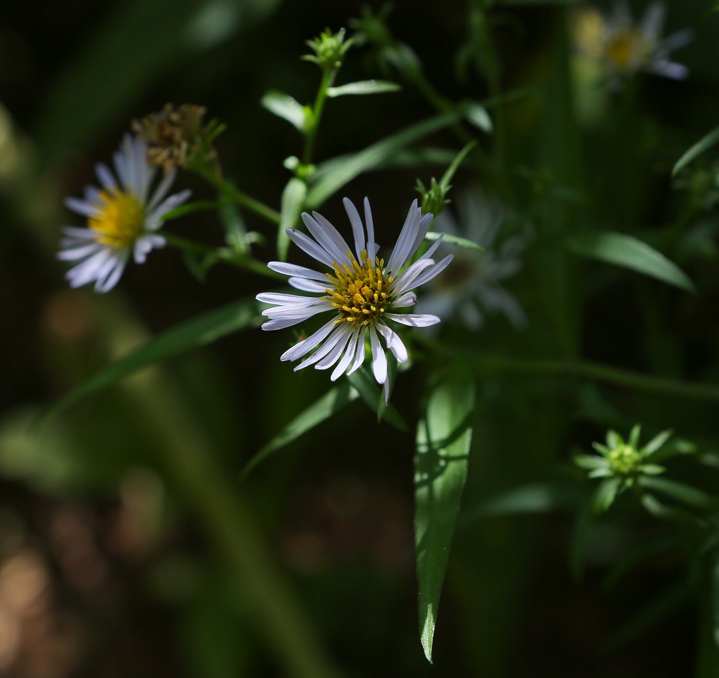 Изображение особи Symphyotrichum &times; salignum.