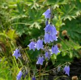 Adenophora coronopifolia
