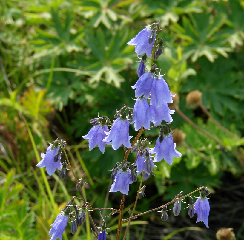 Изображение особи Adenophora coronopifolia.