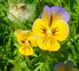 Viola wittrockiana