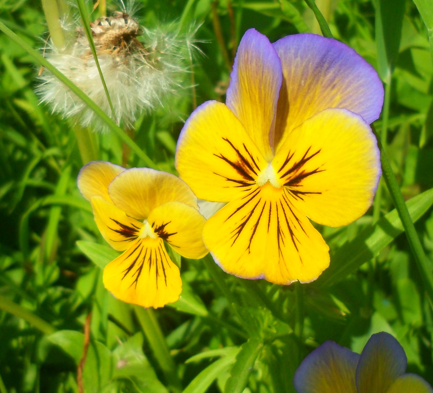 Image of Viola wittrockiana specimen.