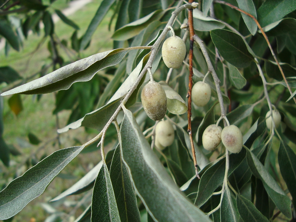 Image of Elaeagnus angustifolia specimen.