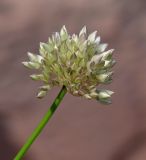 genus Allium. Верхушка побега с соцветием. Иркутская обл., Шелеховский р-н, окр. с. Шаманка, на осыпи у подножия Шаманского утёса. 07.07.2016.