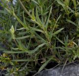 Cerastium banaticum