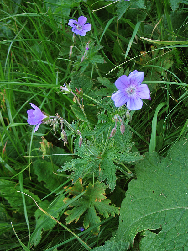 Image of Geranium alpestre specimen.