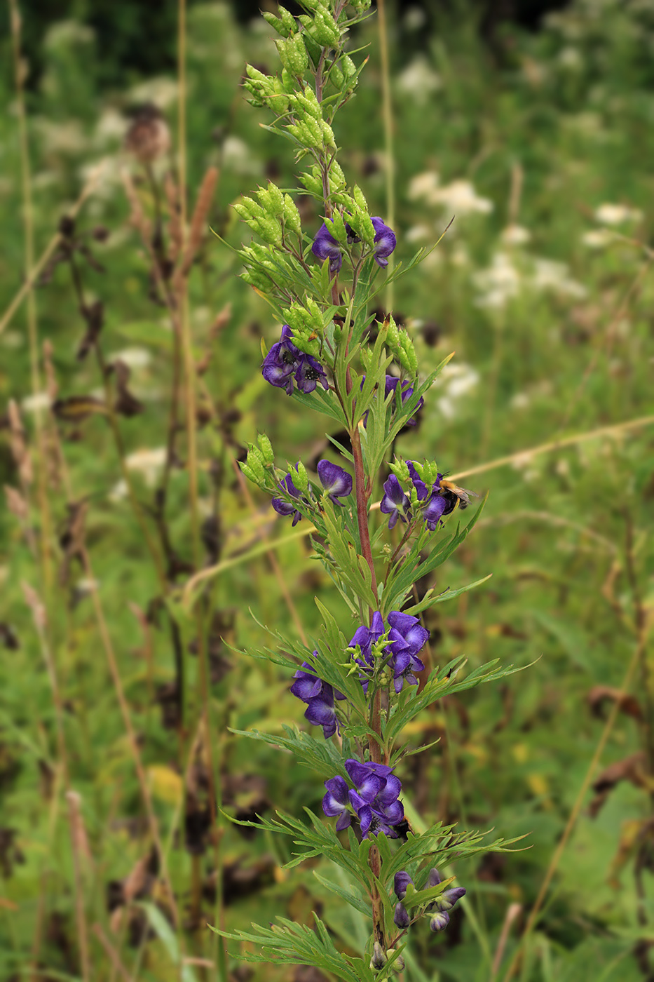 Изображение особи Aconitum sachalinense.