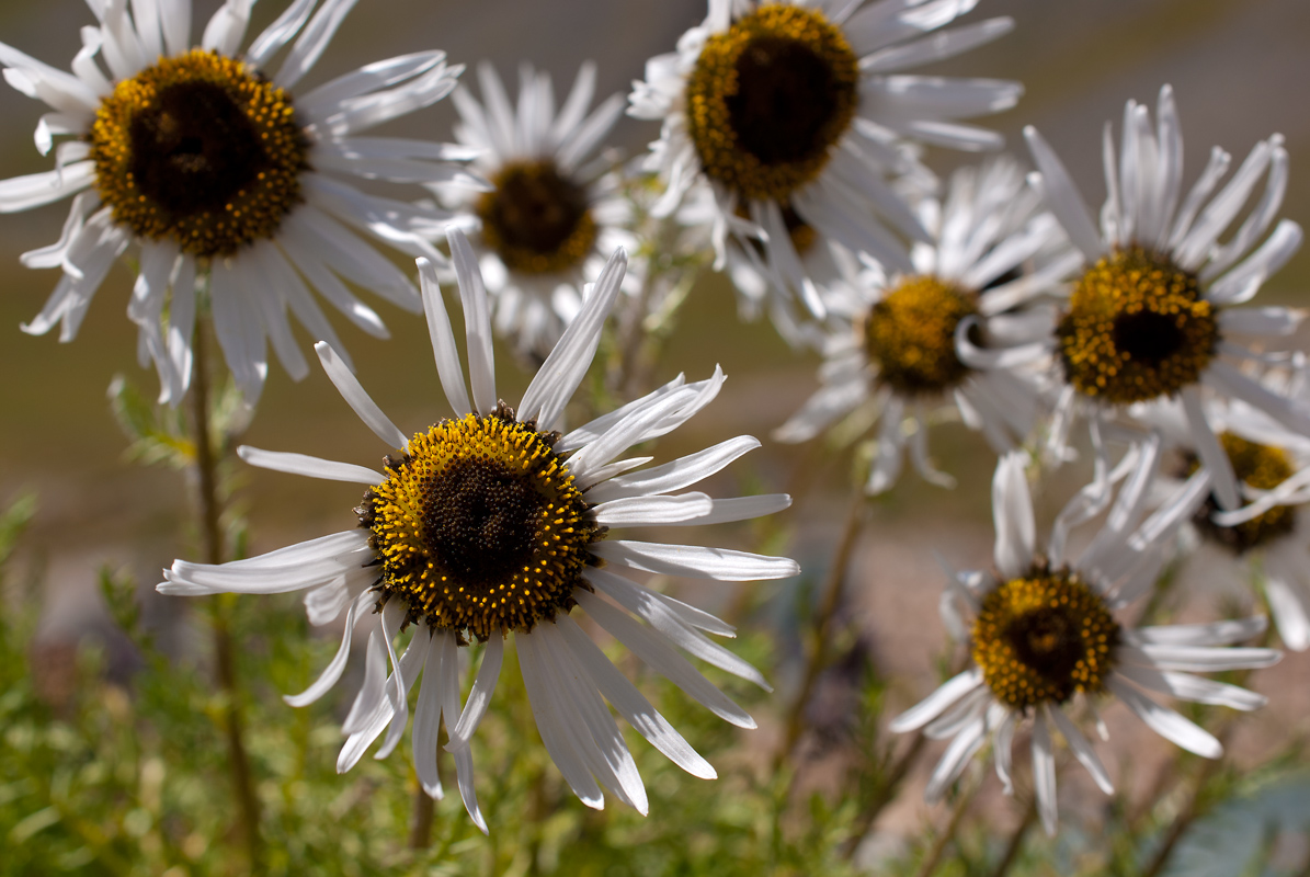 Изображение особи Pyrethrum pulchrum.