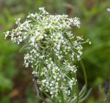 Image of taxon representative. Author is Олег Сёмин