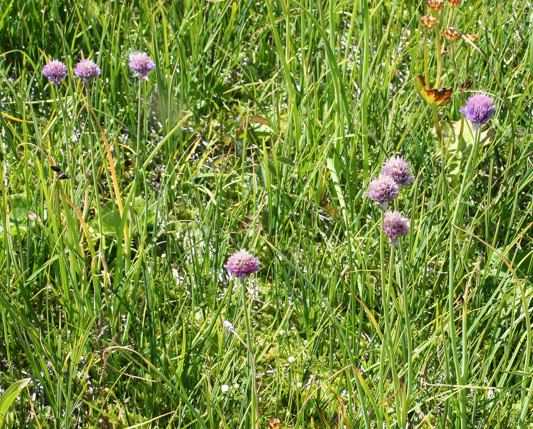 Изображение особи Allium schoenoprasum.