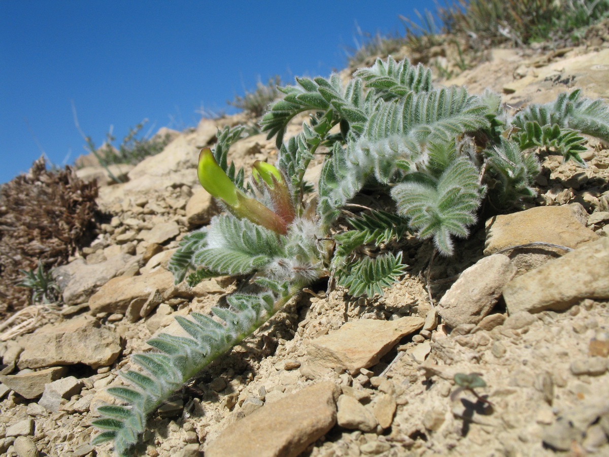 Image of Astragalus atrovinosus specimen.