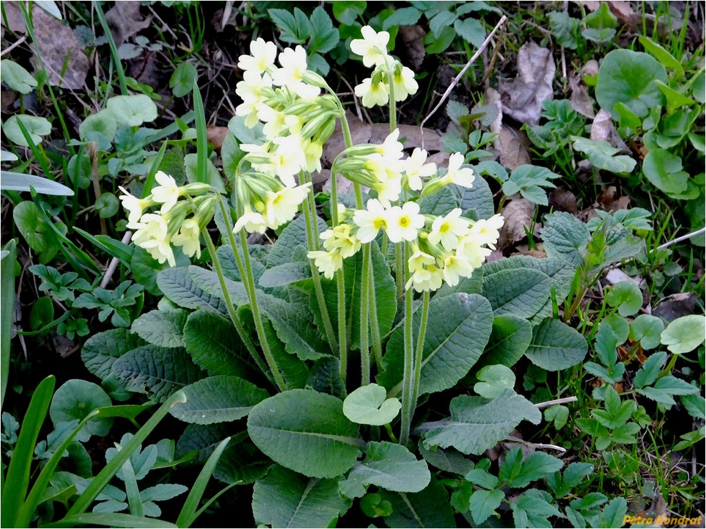 Изображение особи Primula elatior.