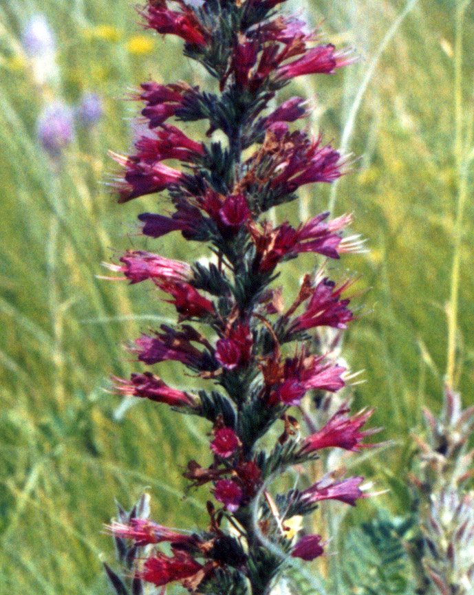 Image of Echium russicum specimen.