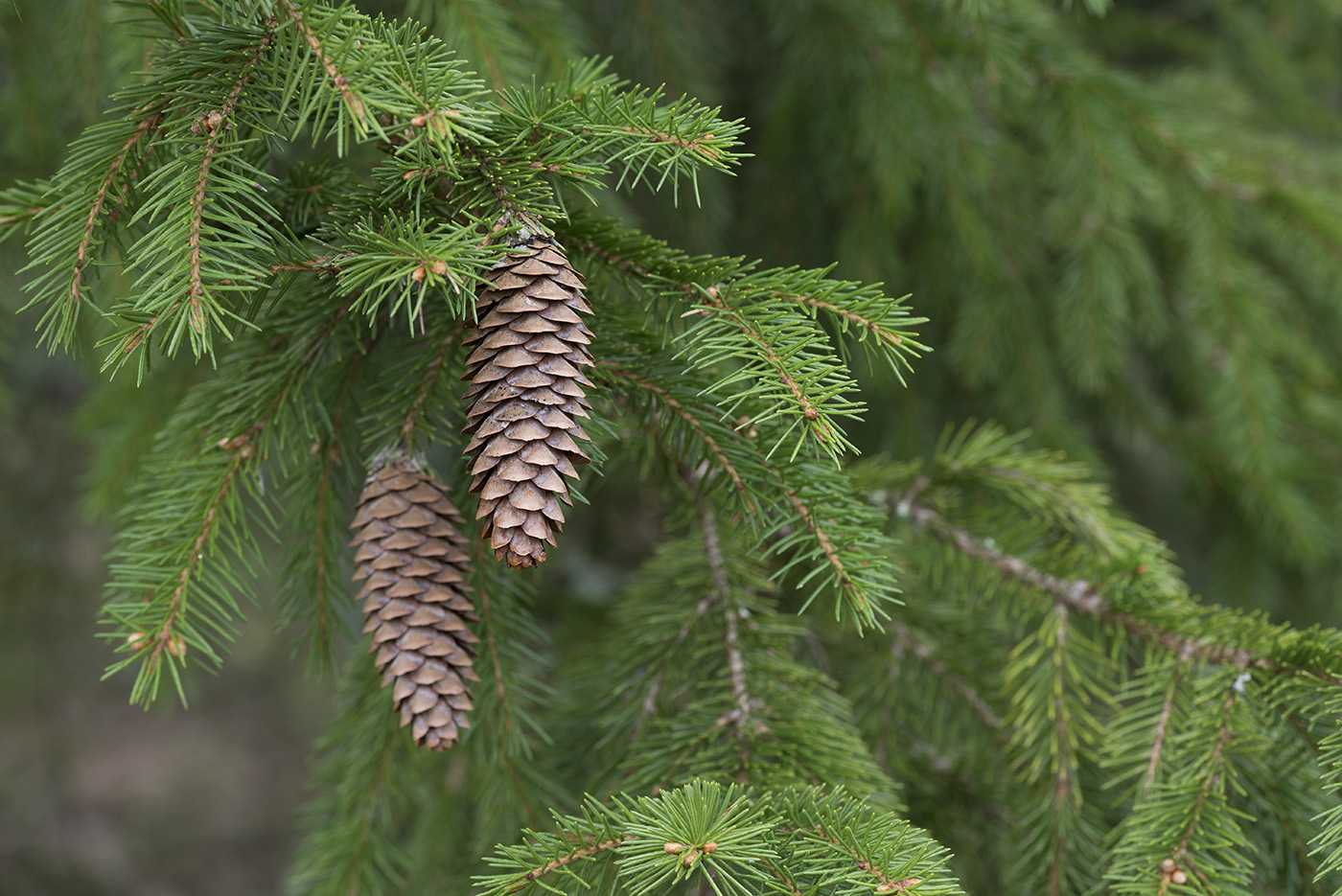 Image of Picea &times; fennica specimen.