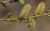 Salix miyabeana