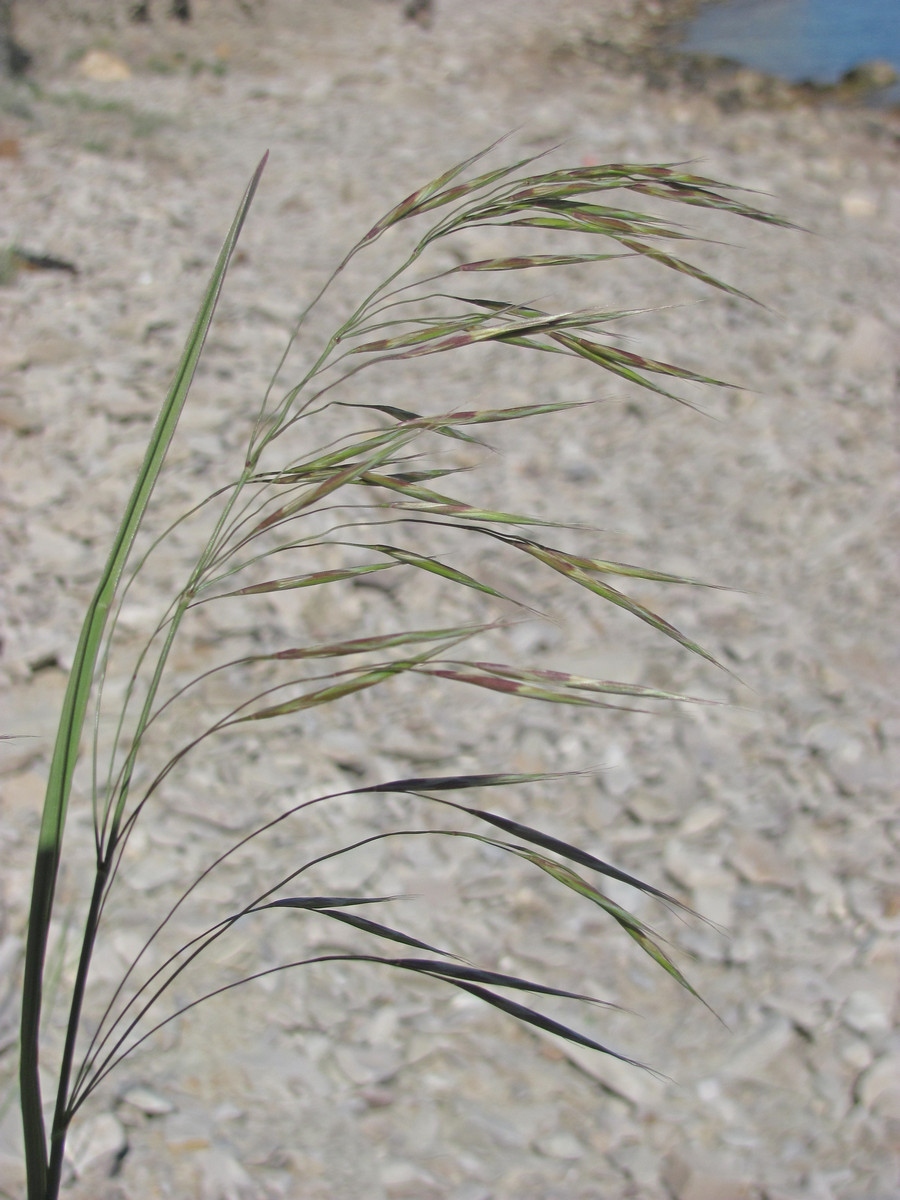 Image of Bromopsis riparia specimen.