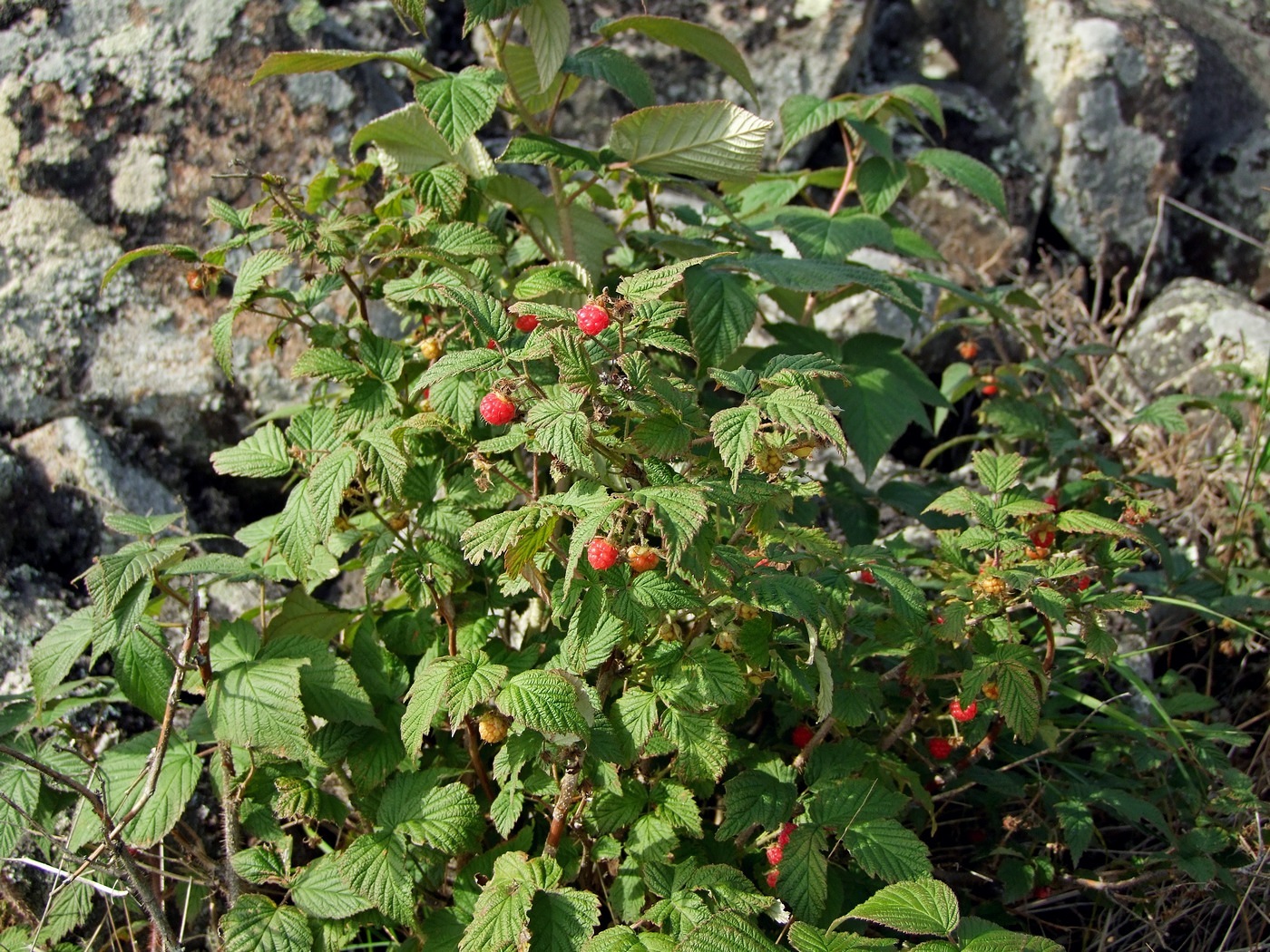 Изображение особи Rubus matsumuranus.