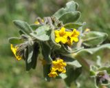 Alkanna orientalis