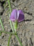 Vicia peregrina. Цветок (вид снизу). Крым, окр. Судака, южные отроги горы Перчем, русло временного водотока. 18 мая 2017 г.