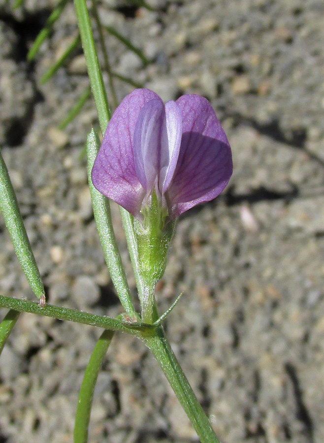 Image of Vicia peregrina specimen.