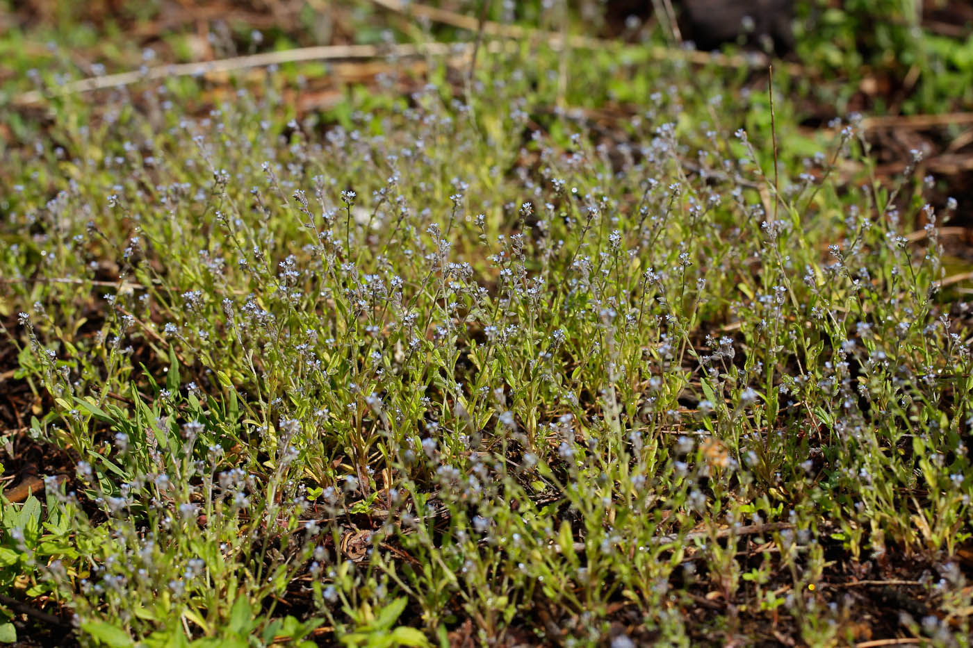 Image of Myosotis micrantha specimen.