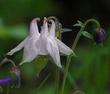 Aquilegia vulgaris