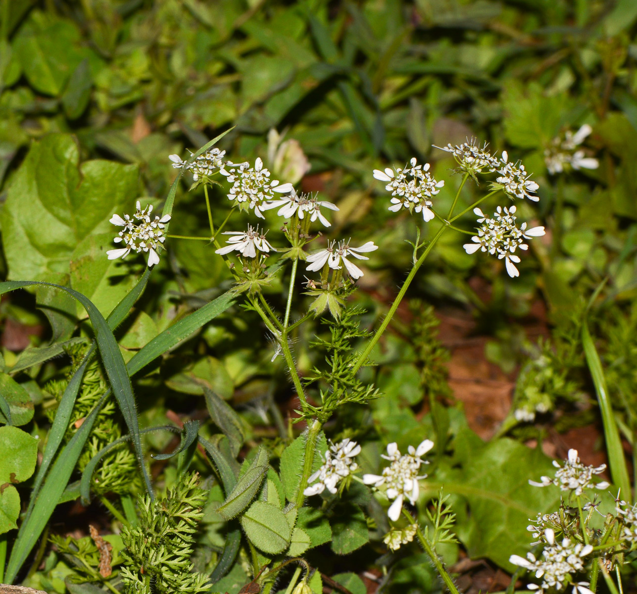 Image of Scandix verna specimen.